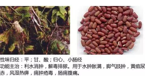 常用中草药名称大全图片及药效,常用中草药药效大全