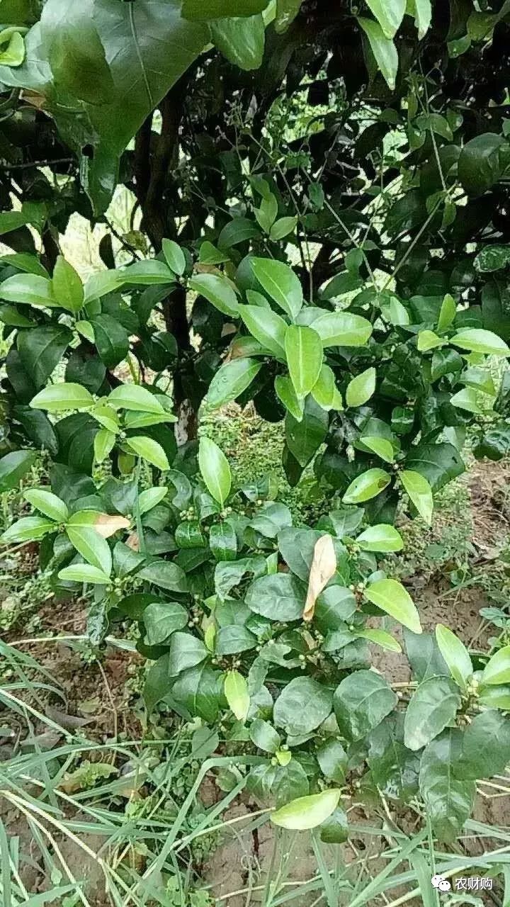 炭疽如何治疗以及预防,炭疽的预防和治疗