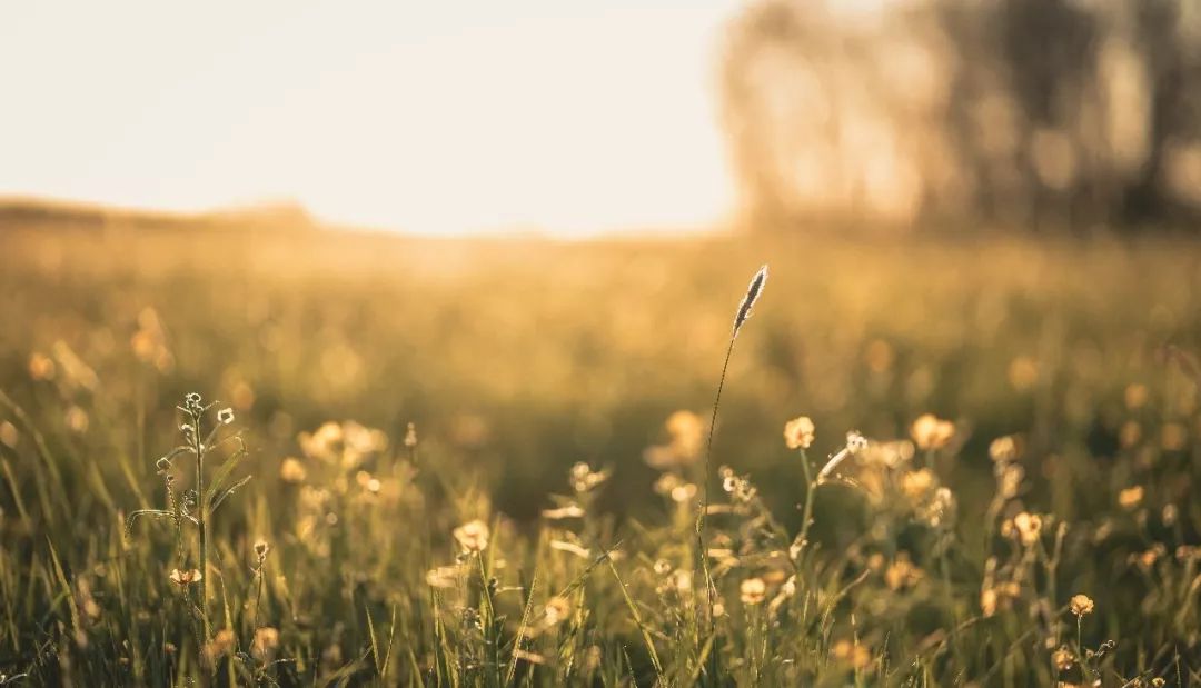 乡村旅游发展得起来吗,乡村旅游助推乡村振兴与扶贫