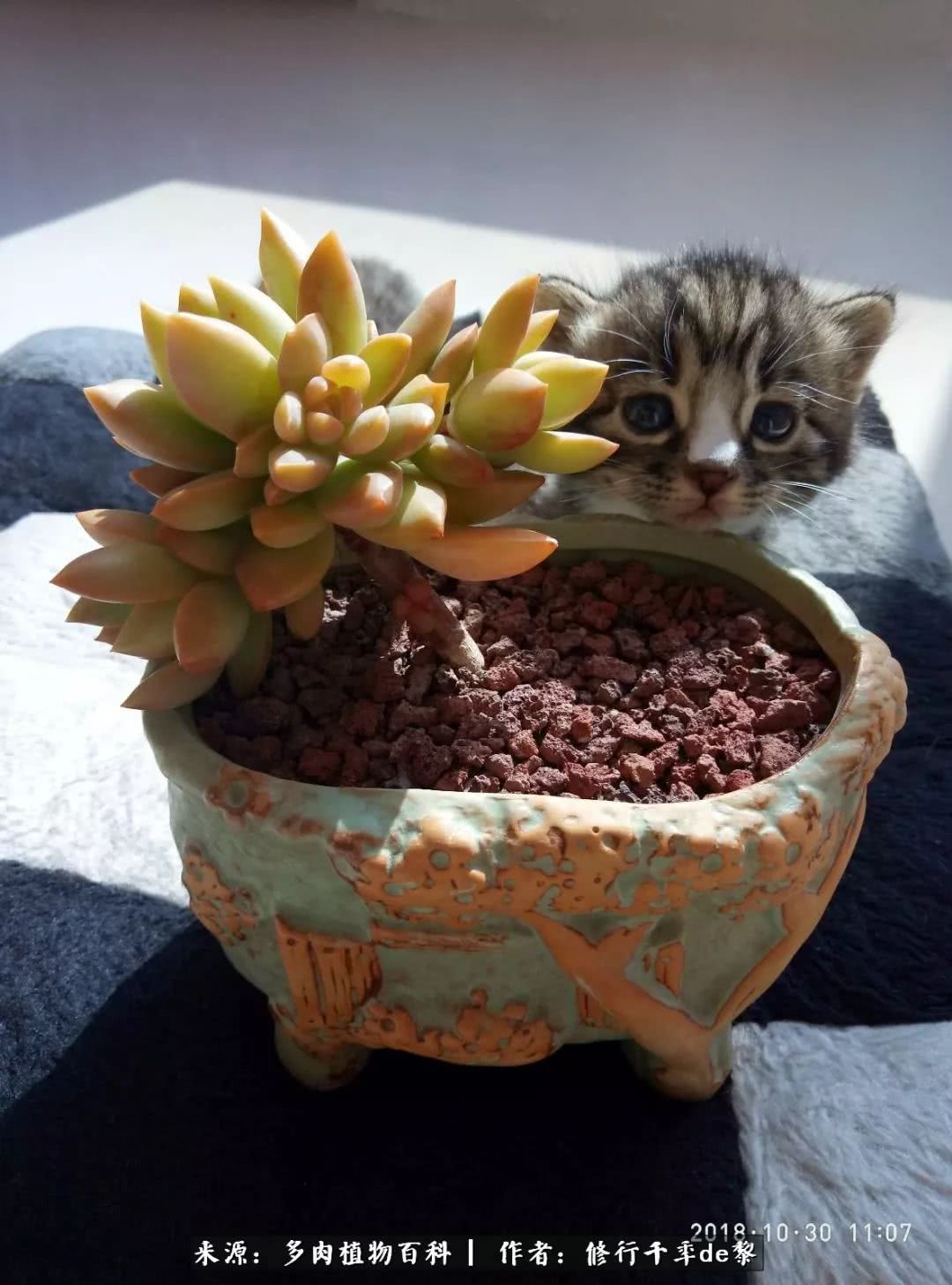 鱼和熊掌不可兼得自由和爱情,鱼和熊掌不可兼得胖和丑如影随形