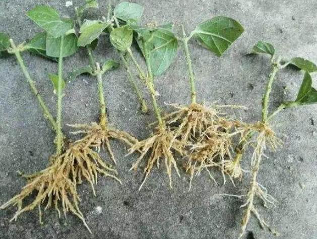 达克宁养花,养花达克宁