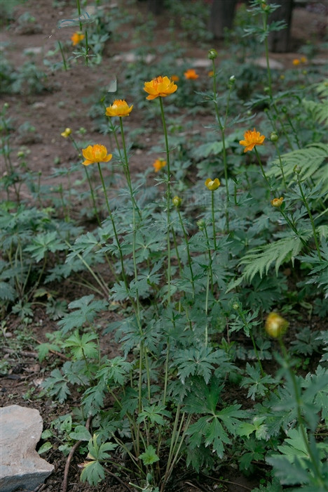 金莲花治儿童化脓性扁桃体炎,金莲花治扁桃体