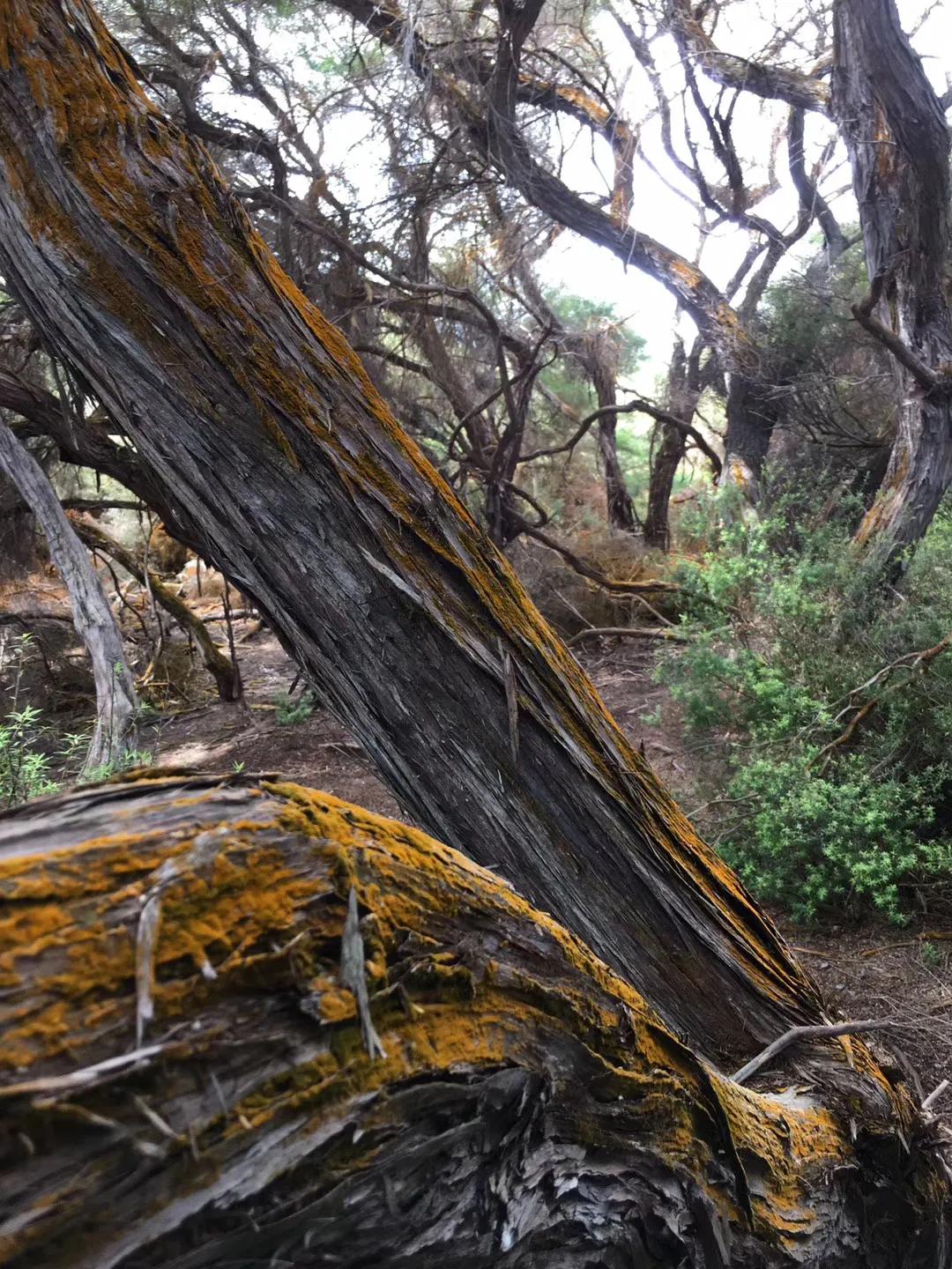 记忆中的旅行之新西兰（北岛）