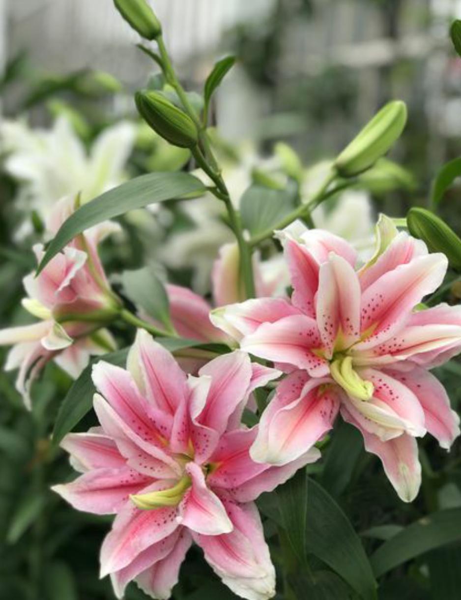 百合花开败后需要换盆吗,百合花开败了种球可以重新再种吗