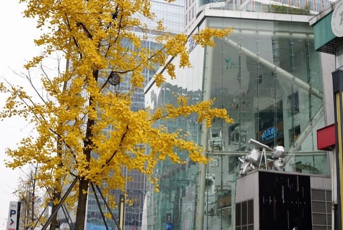 缇ゅ厜鍚涙偊,缇ゅ厜鍚涙偊閰掑簵澶滄櫙