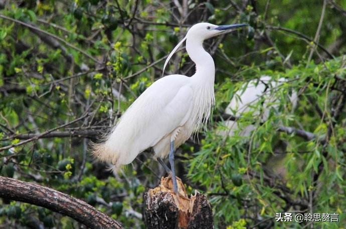 田园春景诗词,田园诗词二十首