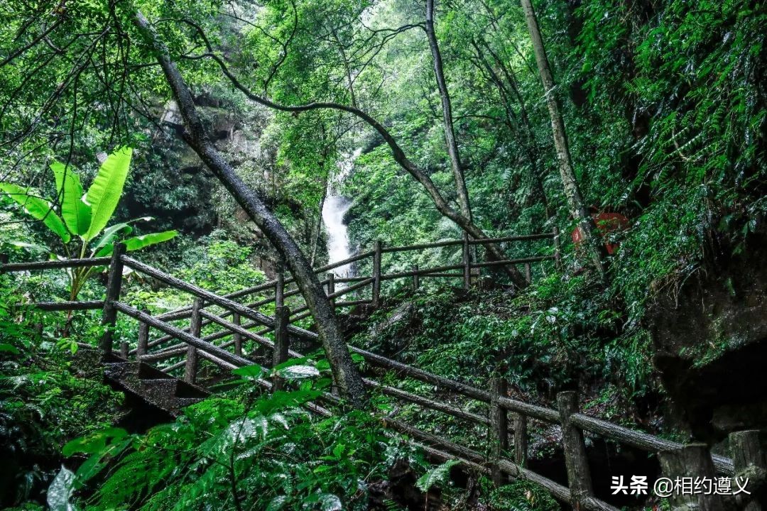 赤水大瀑布 侏罗纪公园 (世界唯一保留的侏罗纪原始公园)