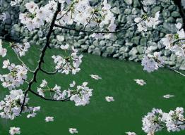 咏花开花落的古诗词,闲听花开花落整首诗