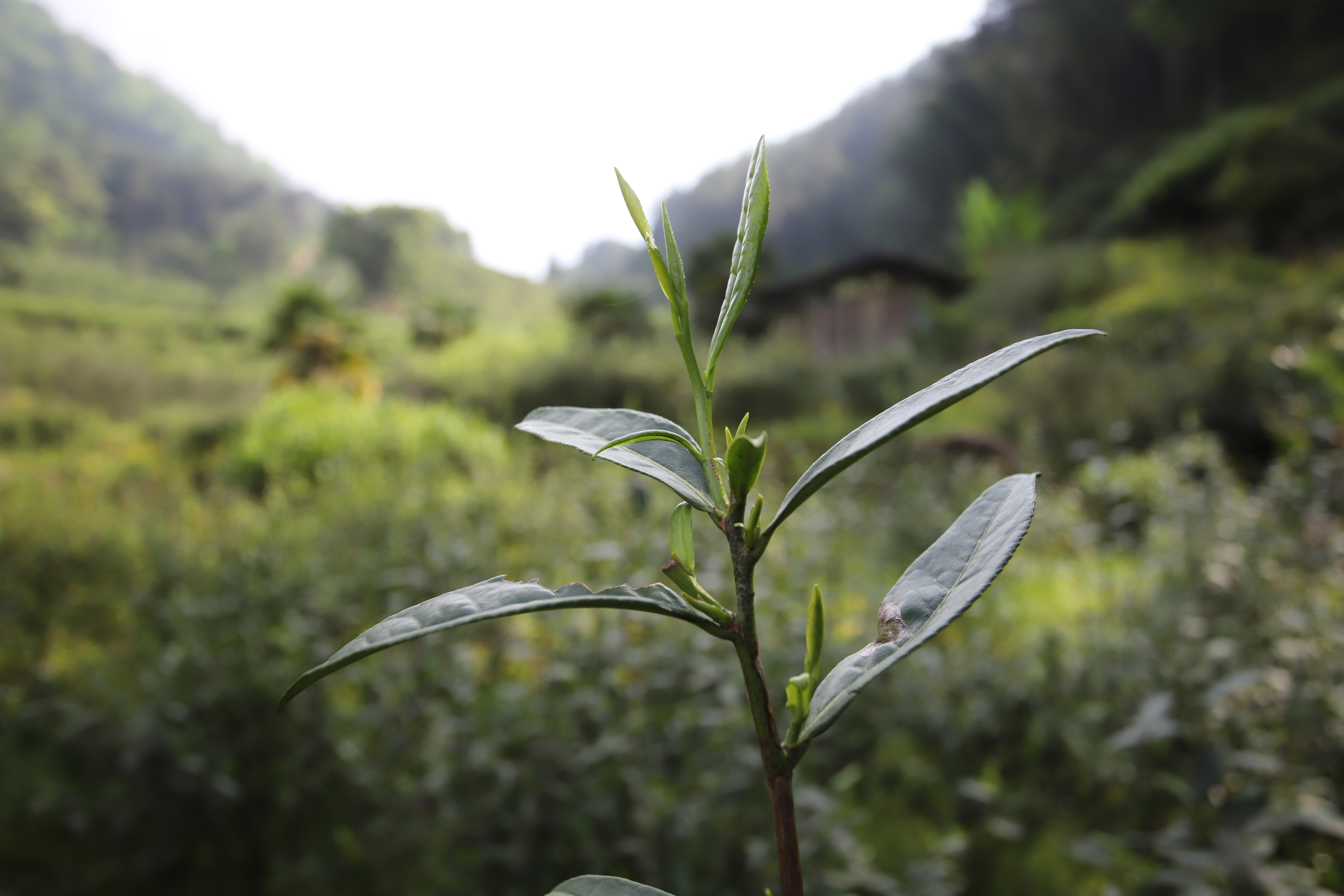 正宗武夷山桐木关武夷野茶,武夷山桐木关红茶野茶