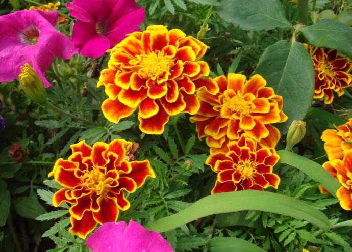 孔雀草枯了怎么办,孔雀草立枯病