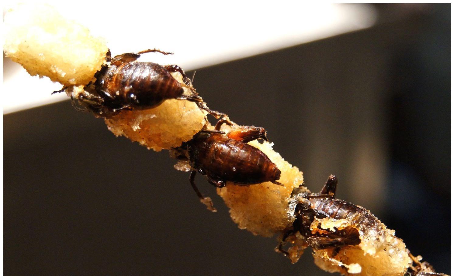 投资3000元养殖蟋蟀利润,投资5000元养殖蟋蟀利润