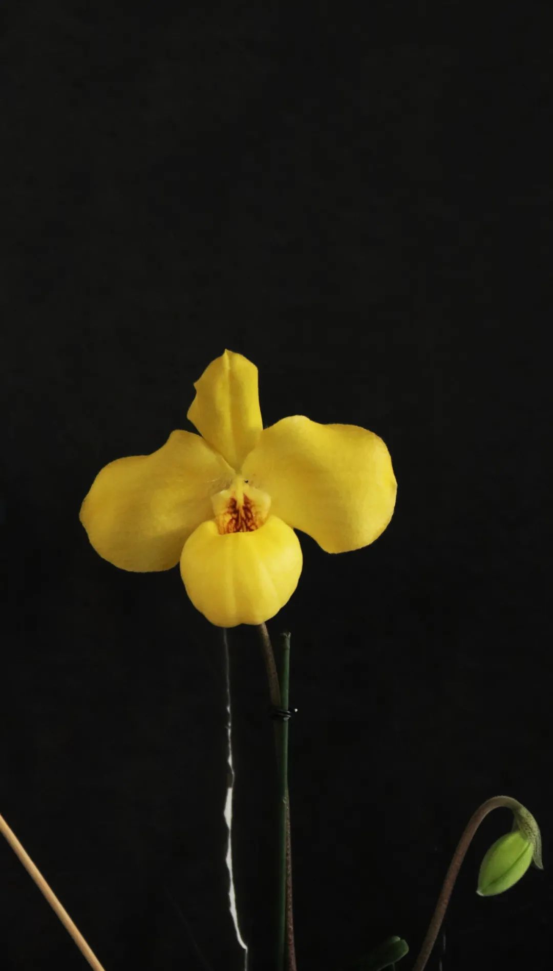 幽兰之风丨兰花种种风情这都有