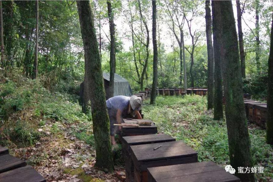 外国蜂蜜靠谱吗,国外蜂蜜与国产的蜂蜜有什么区别