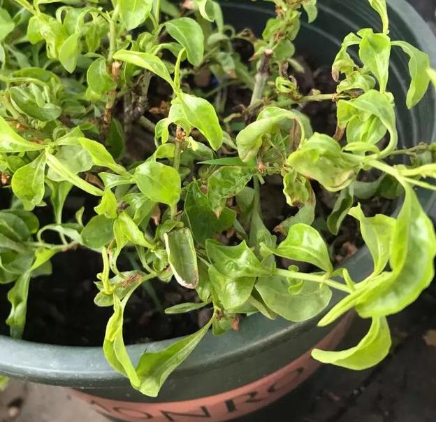 花草叶子干枯蔫了怎么回事,花缺水叶子都蔫了多久能恢复