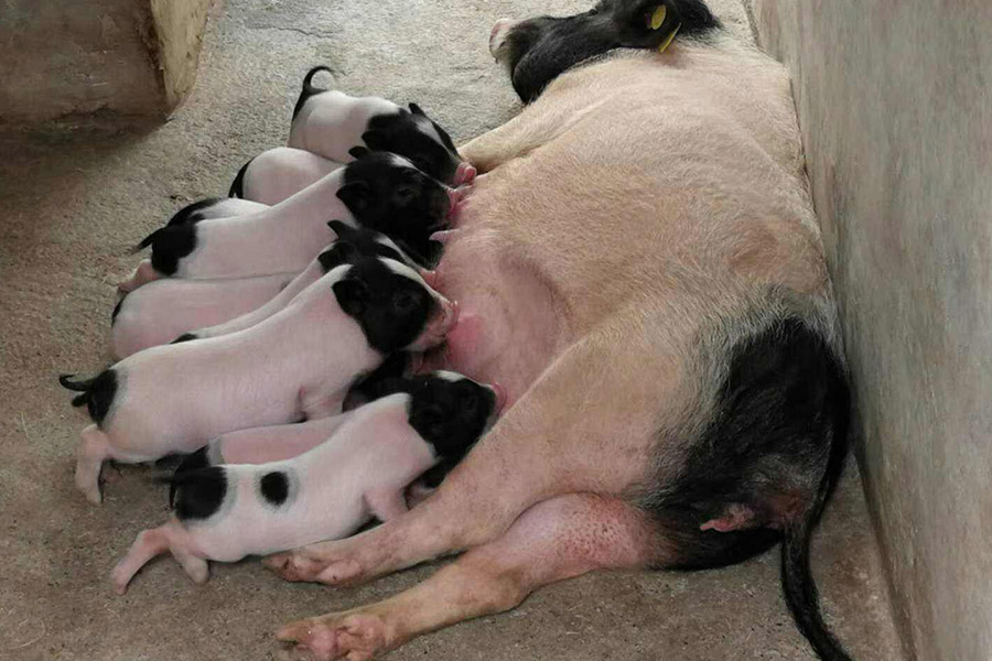 母猪不吃带药的饲料怎么解决,孕期母猪不吃饲料怎么办