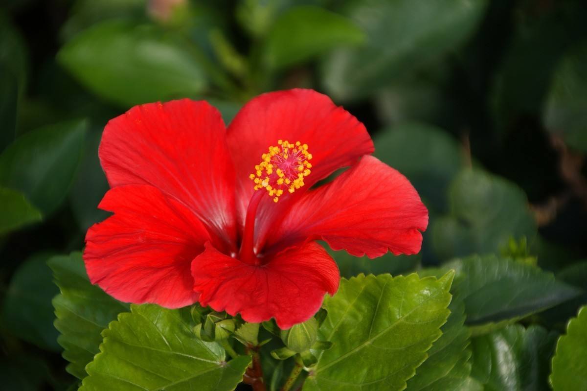 花语大全100种花的花语,100种象征着爱情的花的花语