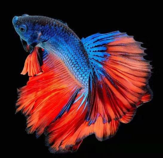 小鱼缸养两条斗鱼,小鱼缸里养一条鱼会不会寂寞