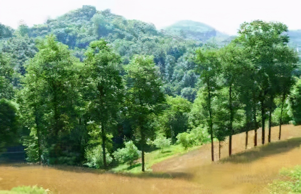 柯道士身世之谜浅析