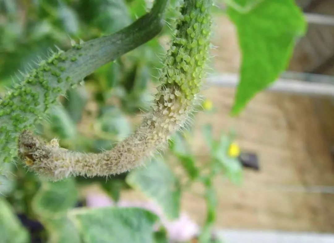 黄瓜的常见病害不包括什么,黄瓜病害清晰图谱大全详解