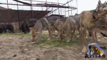 养狼20年养成二哈,养狼养二哈