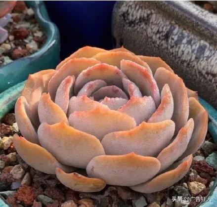 许家印恒大大楼内部设计,许家印审美足球场