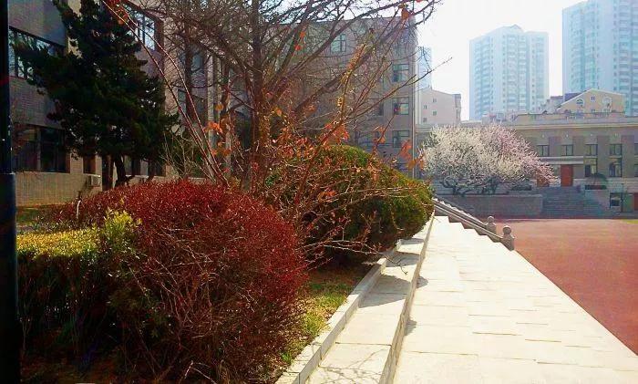 大连市第八高级中学,大连市第八中学天台事件