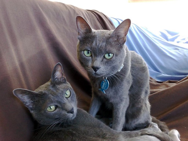 名贵猫咪的品种及图片大全,十大名贵猫咪品种排行榜