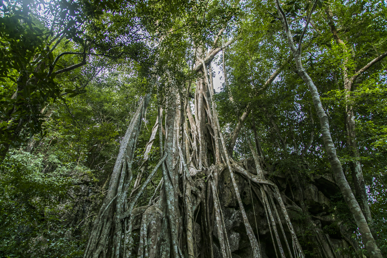 云南旅游石林景区攻略,云南石林旅游攻略必去景点有哪些
