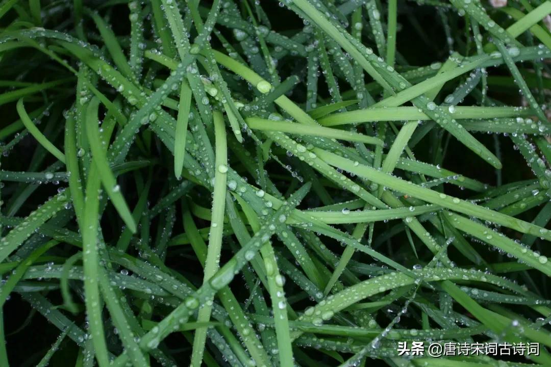 腊醅半瓮邀人酌,春韭满园随意剪腊醅半瓮邀人酌