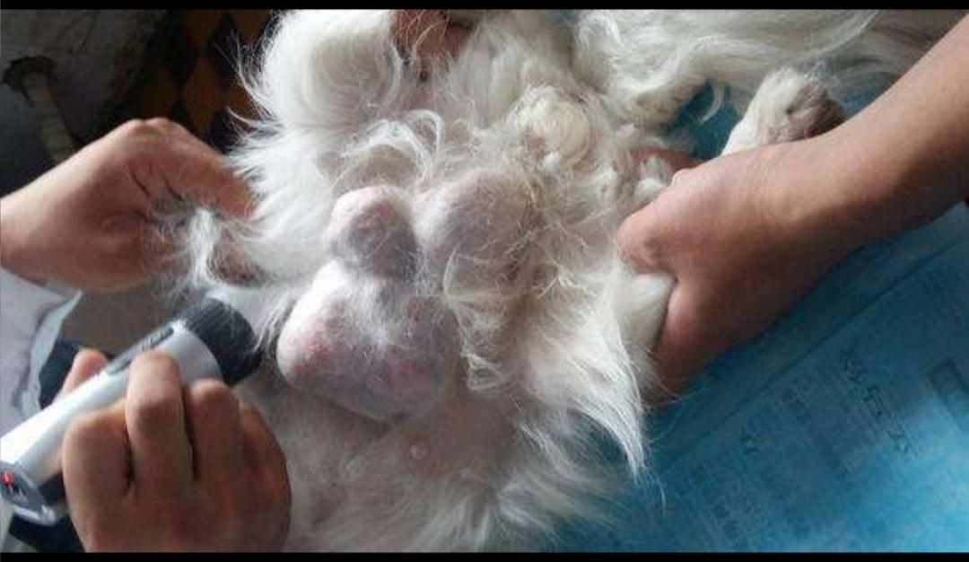 犬猫乳腺肿瘤良性和恶性比例,猫科动物乳腺肿瘤恶性概率