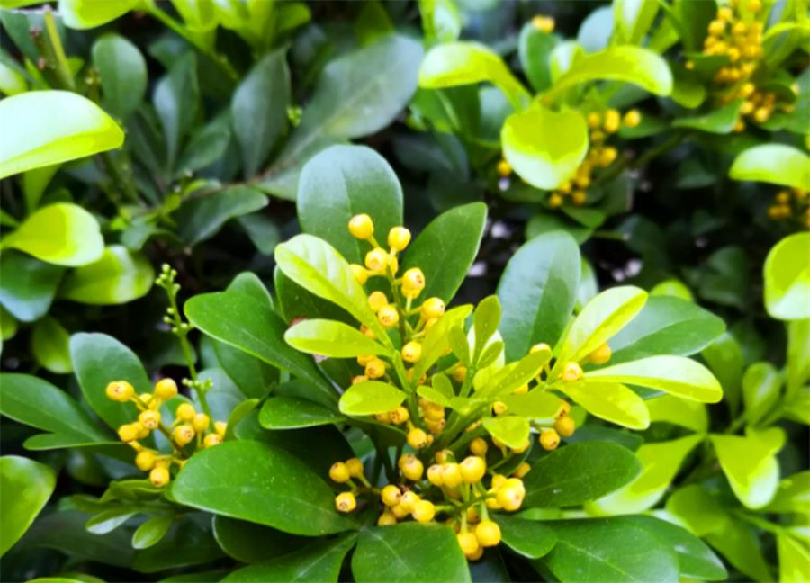 怎么让米兰花爆盆快,怎样让米兰开花不断