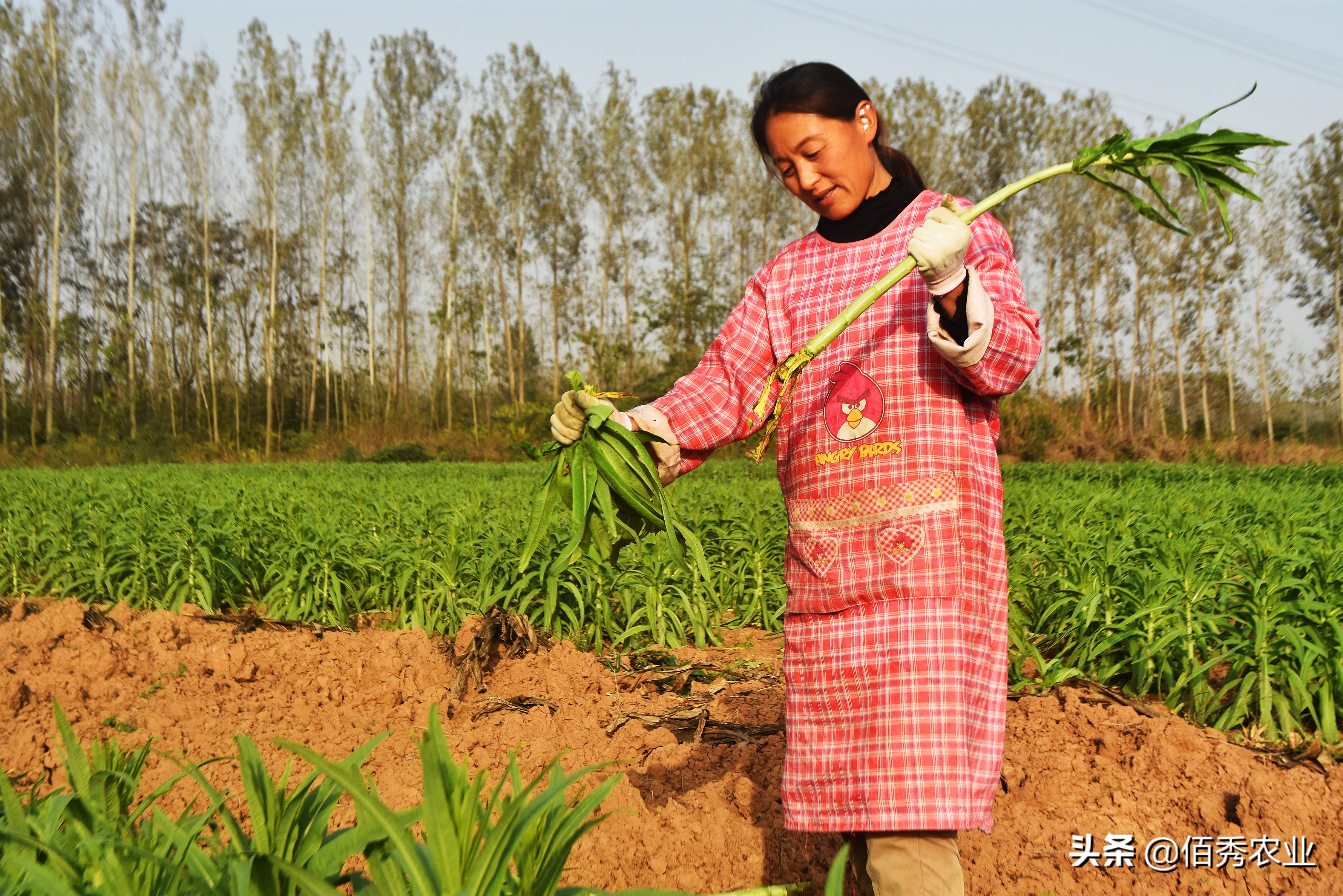 闲不住的农家女,留守妇女在农村种什么赚钱