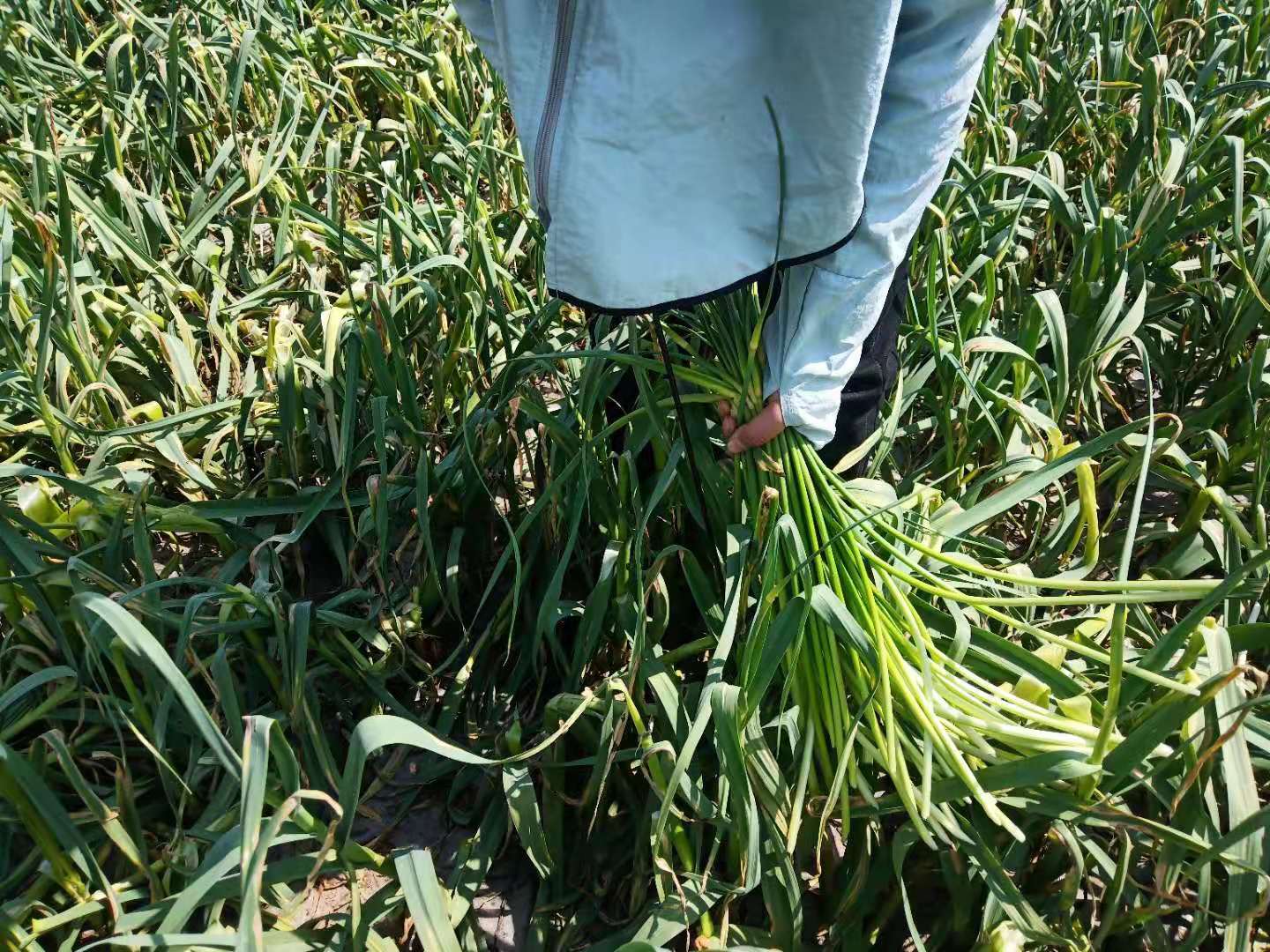 防野兔啃豆苗方法,种植黄豆怎么预防野兔