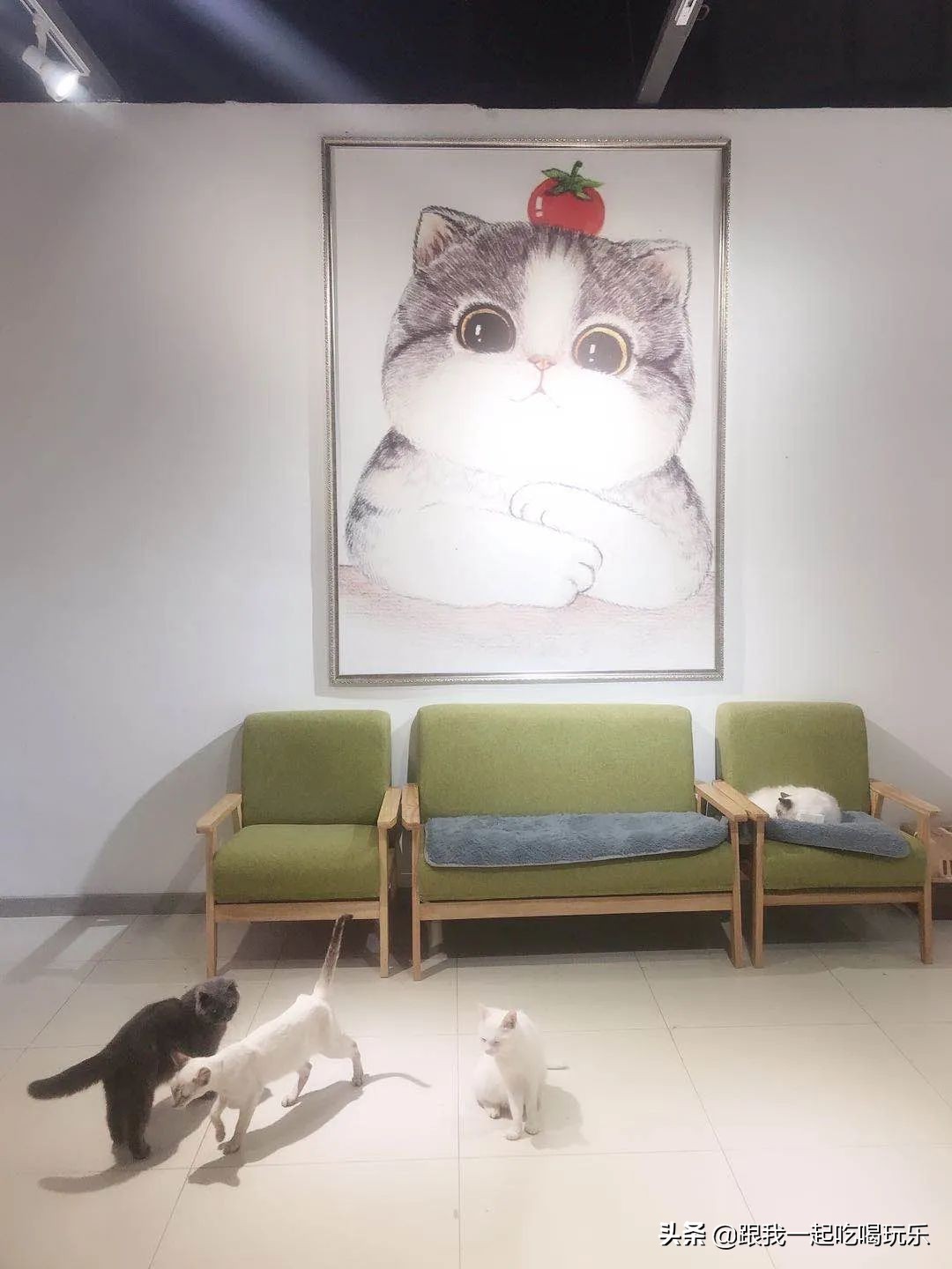 猫咖和羊驼咖,猫咖可以和什么结合在一起