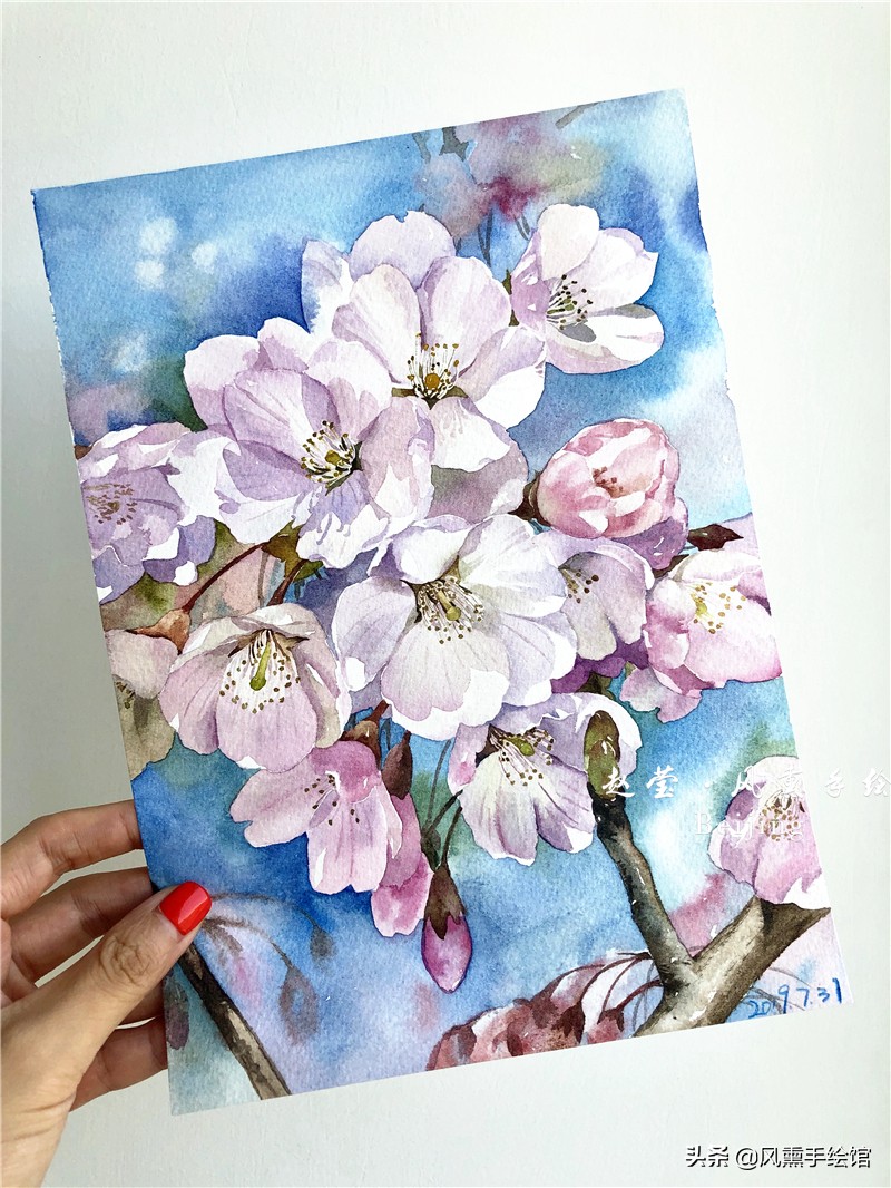 美丽的水彩樱花,水彩樱花图