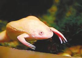 养鱼混养注意事项大全图解,新手养鱼混养推荐