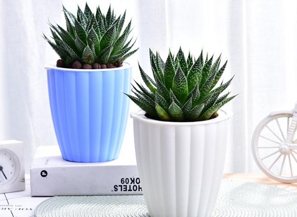 波露和雪花芦荟哪个好看,波路芦荟怎么养