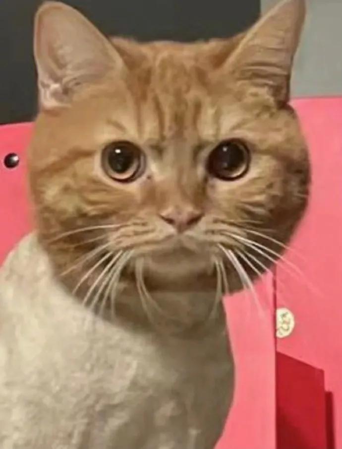 娃娃脸的人老了以后的样子,娃娃脸年纪越大越好看