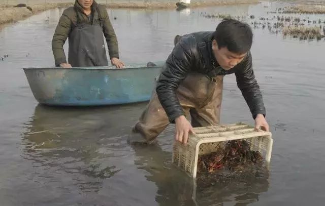虾农怎么快速逮小龙虾,小龙虾虾塘快速捕虾技巧