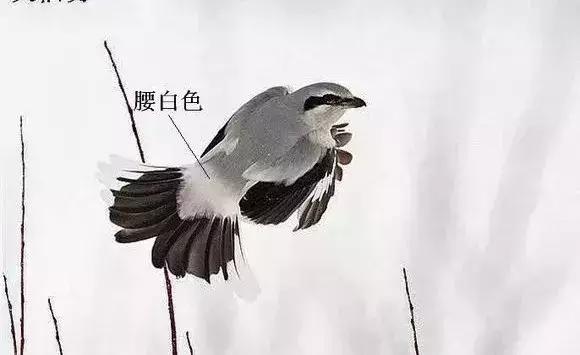 伯劳鸟饲养,没睁眼的伯劳怎样饲养