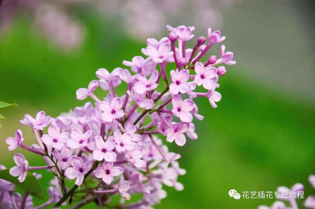 「花艺知识」50种常见花材的花语~（建议收藏）