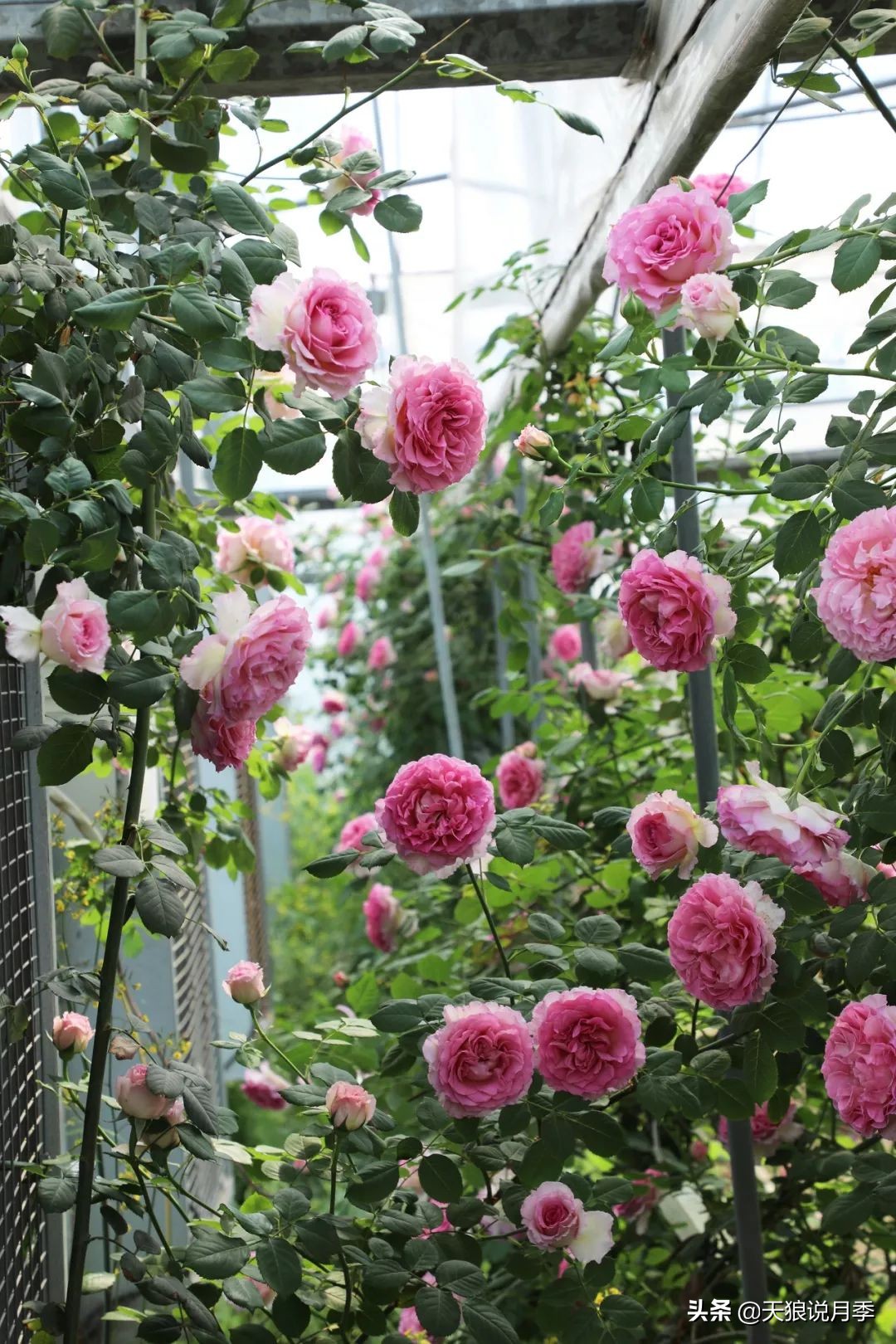 四月最浪漫的蔷薇花,最浪漫的四月花