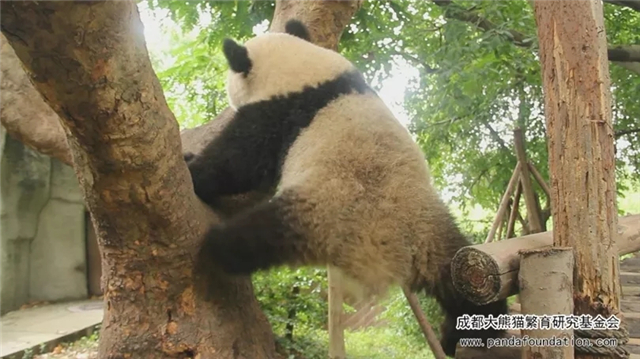 大熊猫的演变史动画,大熊猫成实