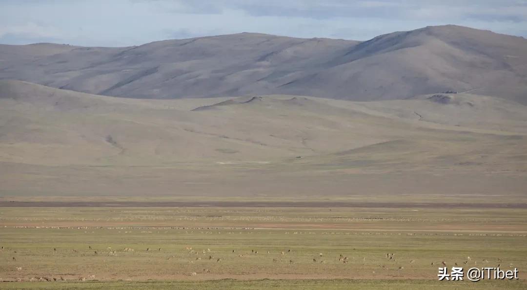 中国第一部羌塘无人区纪录片,史上第一部拍摄羌塘无人区纪录片