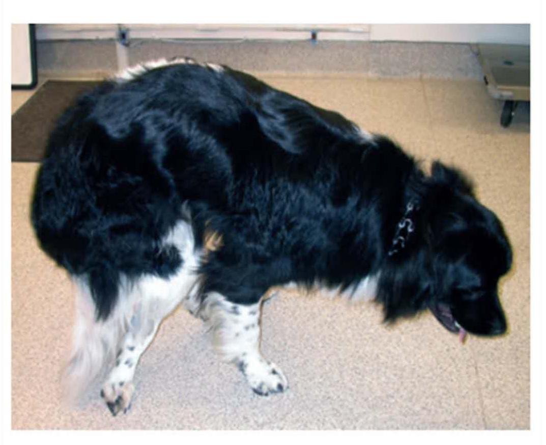 髌骨脱位犬动画,犬跗骨骨折