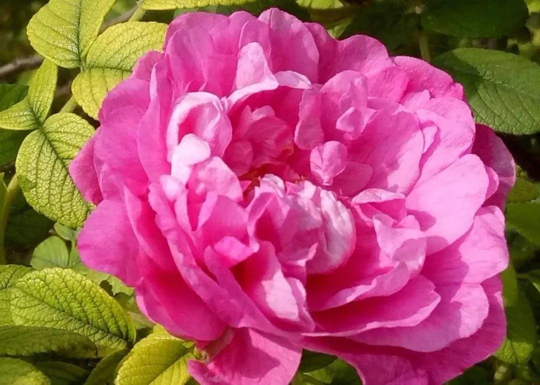 淄博免费领门票,淄博周边免票