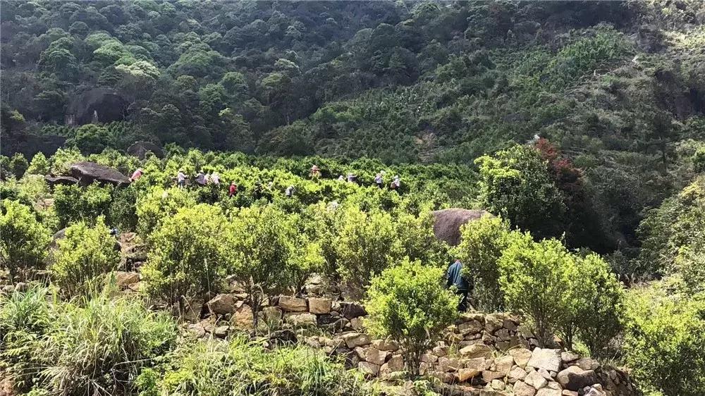 乌岽蜜兰香冲泡为什么会有苦涩感,乌岽老枞蜜兰香是什么茶
