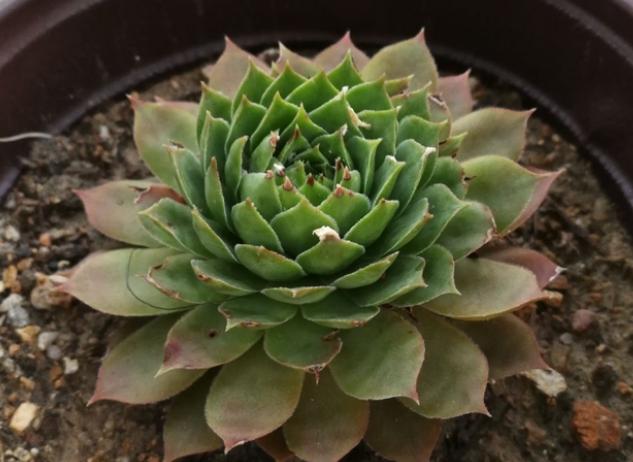 树上生蚧壳虫怎么去除,多肉上蚧壳虫怎样彻底消灭