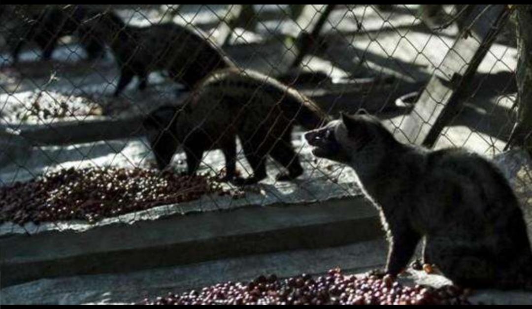 猫屎咖啡残酷的真相真的好喝吗,猫屎咖啡到底是怎么制作的