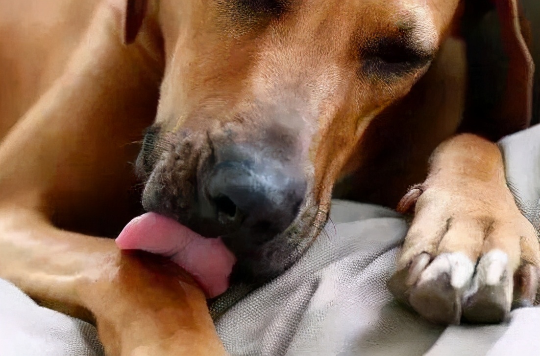 狗狗反复舔身上的皮肤,狗狗舔主人身上有什么危害